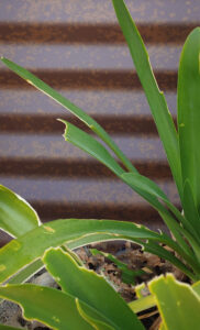 Plants up against metal siding